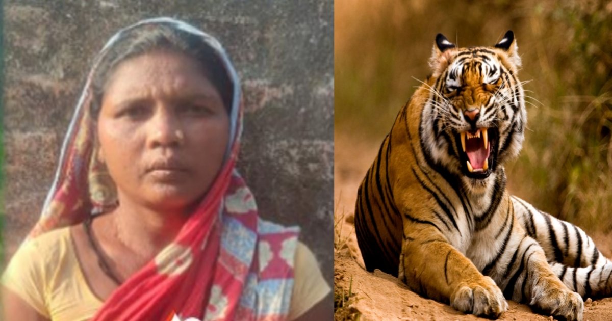 बाघ ने किया हमला, महिला की दर्दनाक मौत, दहशत में ग्रामीण…