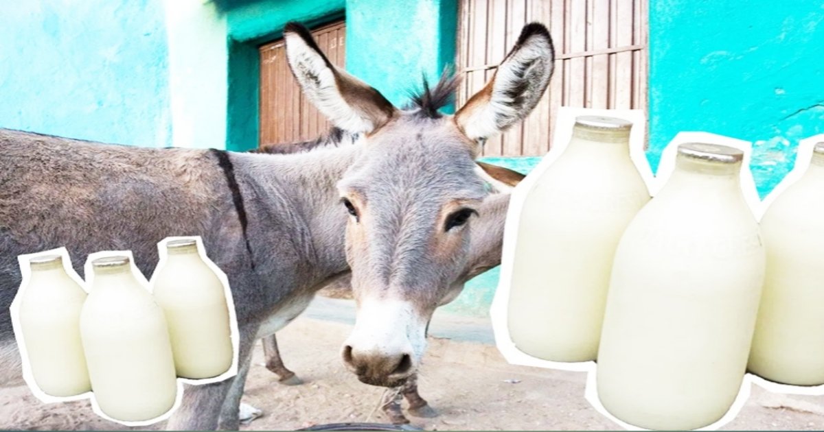 बाजार में ₹7000 प्रति लीटर बिक रहा गधी का दूध, जानिए क्या-क्या है इसके फायदे…